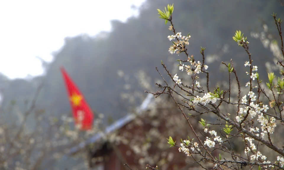 Đặc sắc Lễ hội hoa Lê, hoa Mận ở Lùng Phình