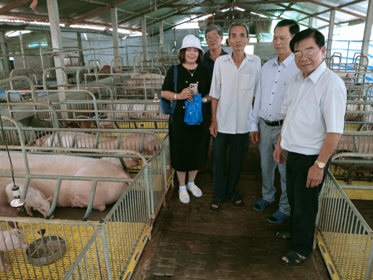 Lãnh đạo Hội NCT tỉnh Đồng Tháp thăm mô hình chăn nuôi sinh học, tuần hoàn của gia đình ông Cao Văn Hoàng (1)