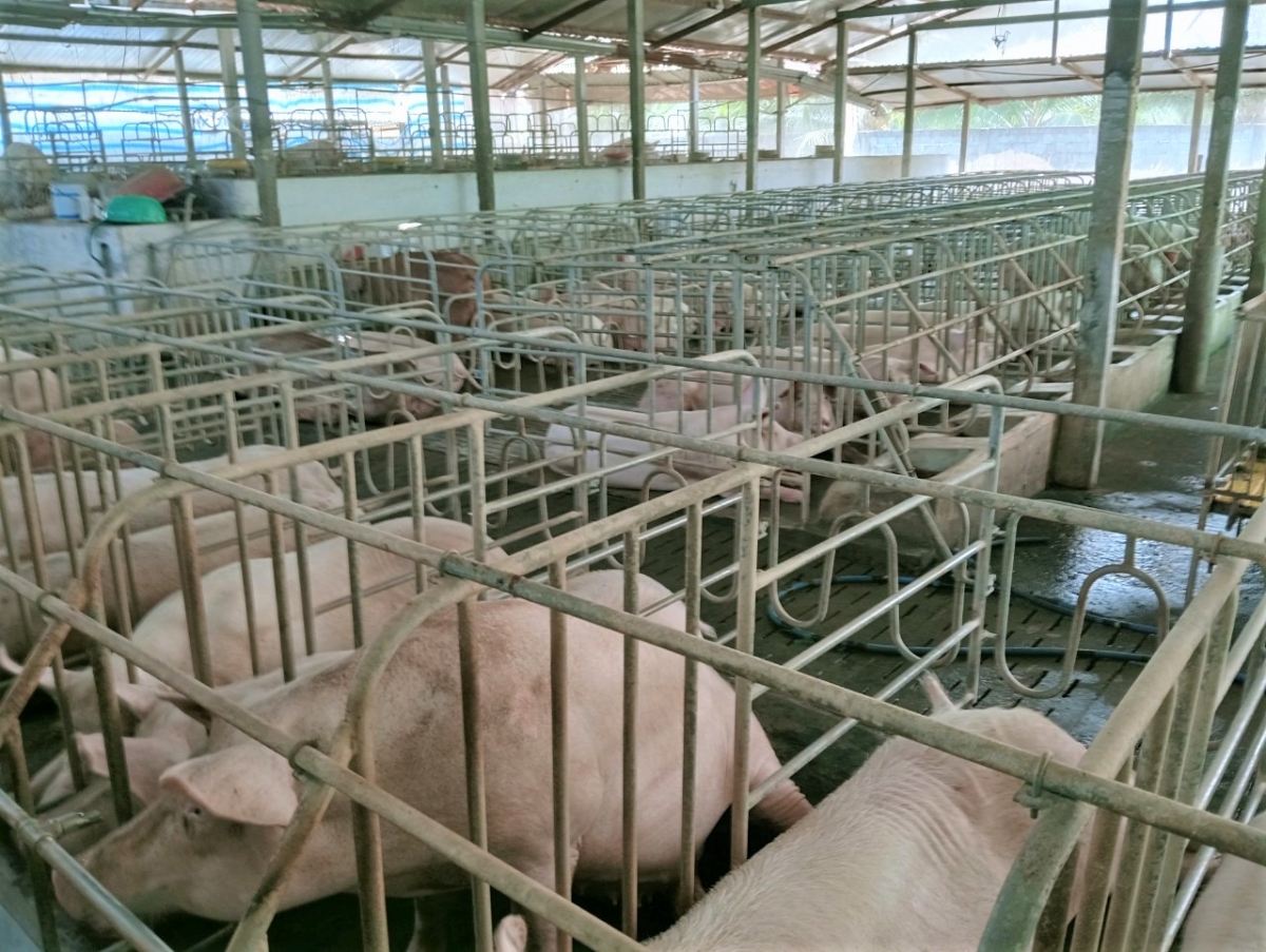 Không gian chuồng trại của gia đình ông Cao Văn Hoàng