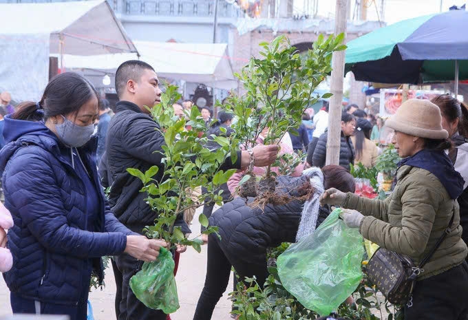 Người dân đi Chợ Viềng thương mua cây lấy lộc đầu năm