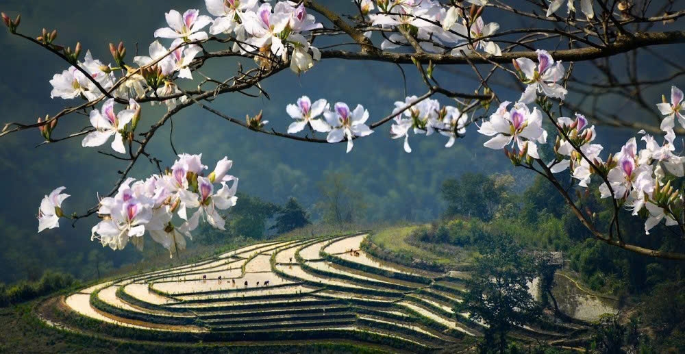 Lễ hội Hoa Ban Điện Biên 2026: Nhiều hoạt động văn hoá - thể thao - du lịch đặc sắc, hấp dẫn