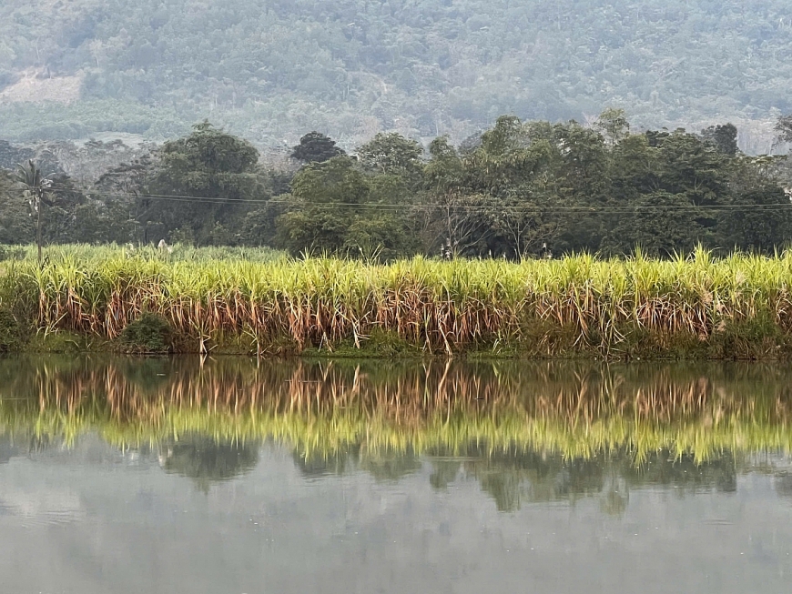 Vùng trồng mía nguyên liệu tại xã Cẩm Tú, tỉnh Thanh Hóa.