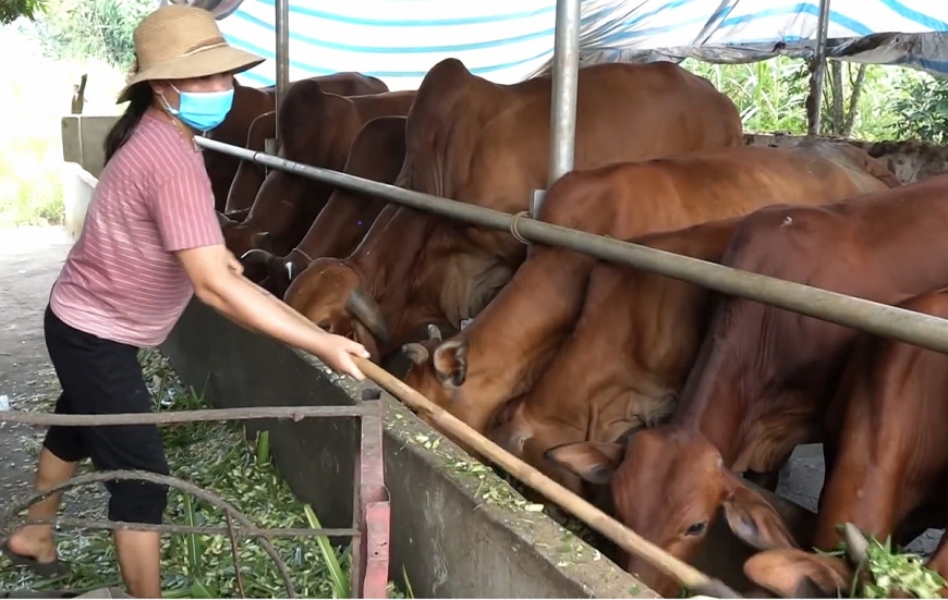 Bà Hồ Thị Sa cho bò ăn.