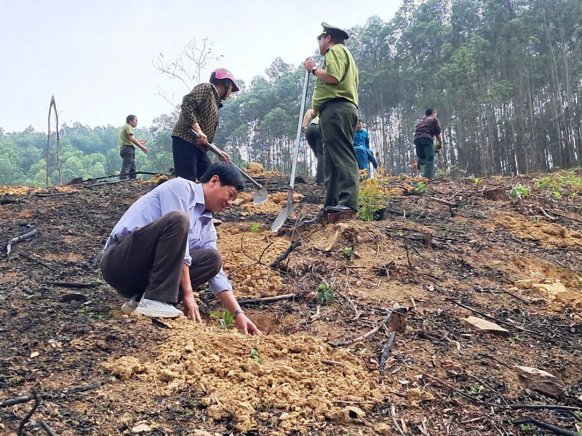 Các đại biểu tham gia trồng cây