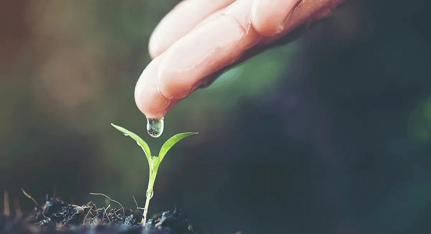 Hạt giống tâm hồn