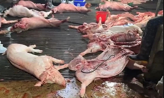  khởi tố 8 bị can trong đường dây giết mổ