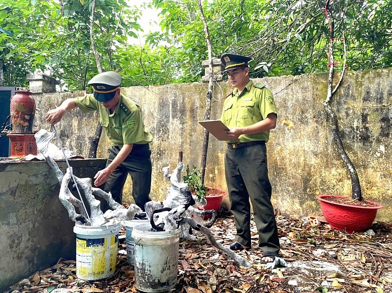 Từ cuối tháng 12/2025 đến nay, lực lượng kiểm lâm trên địa bàn Thanh Hoá đã phát hiện và xử lý hơn 30 vụ vi phạm liên quan đến khai thác, vận chuyển, mua bán và tàng trữ trái phép cây muội hồng.