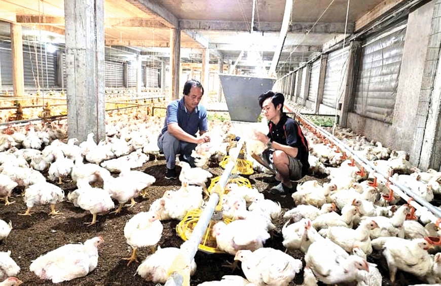 Ông Lê Văn Quyết kiểm tra các điều kiện nhiệt độ, độ ẩm, độ gió... trong trại gà.