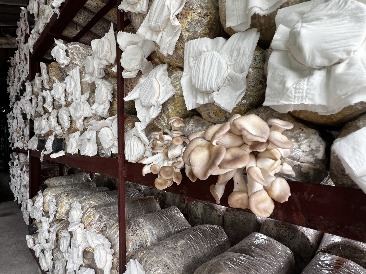 Hiện tại, anh đang duy trì khoảng 40 vạn túi phôi trồng nấm sò trắng và nâu