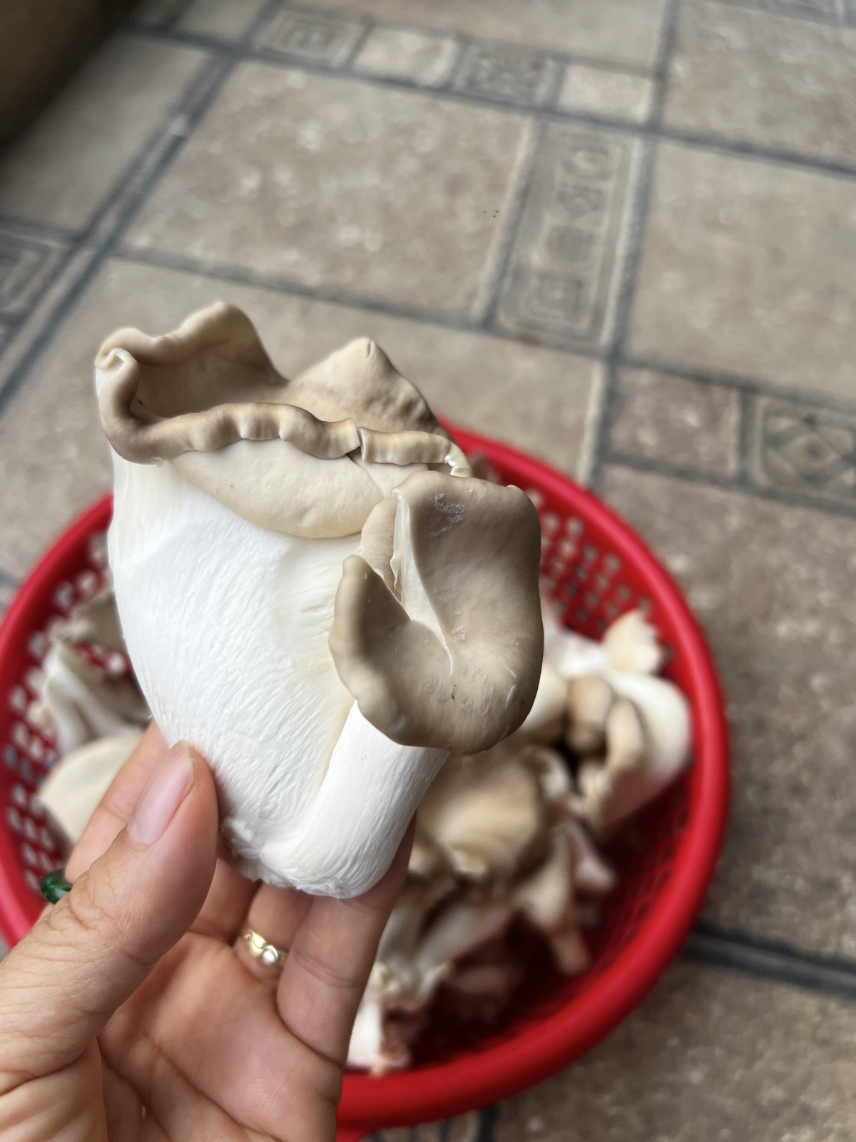 Nấm sò là một thực phẩm bổ dưỡng, an toàn, dễ chế biến