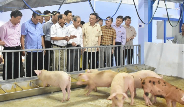 Mô hình NCT làm kinh tế giỏi của doanh nhân cao tuổi Nguyễn Hồng Lam tại tỉnh Phú Thọ