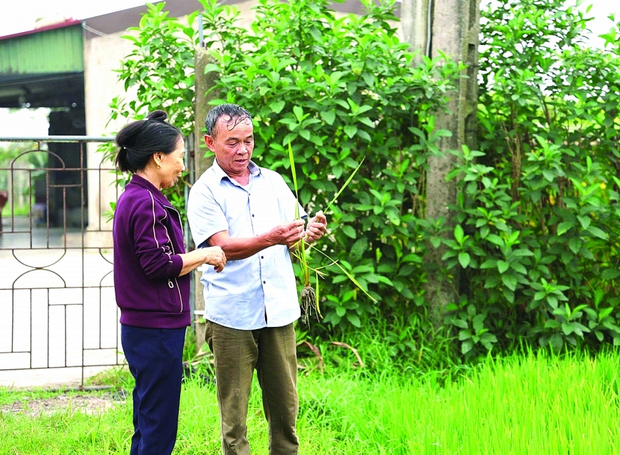 Ông Võ Từ Mậu chia sẻ kinh nghiệm về chăm sóc cây lúa.