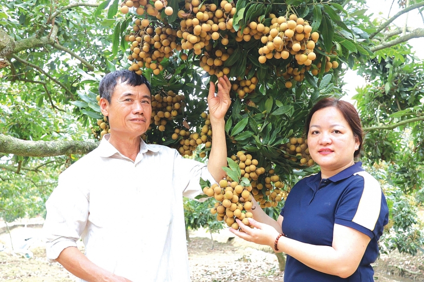 Nhãn sẽ được ông Đượng điều tiết cho thu hoạch 3 đợt trong năm.