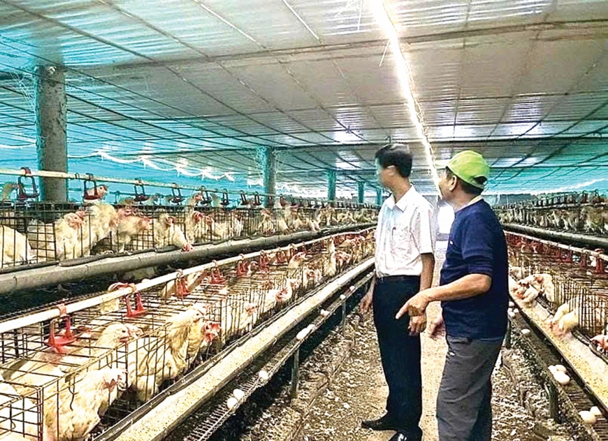 Mô hình nuôi gà đẻ trứng của gia đình ông Trí đã trở thành điểm tham quan, học tập kinh nghiệm cho nhiều hội viên nông dân trong và ngoài xã..jpg