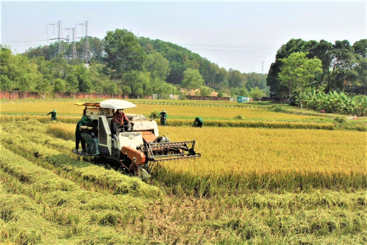 Mô hình sản xuất tuần hoàn được áp dụng trong thu gom rơm rạ sau thu hoạch để tái phục vụ sản xuất