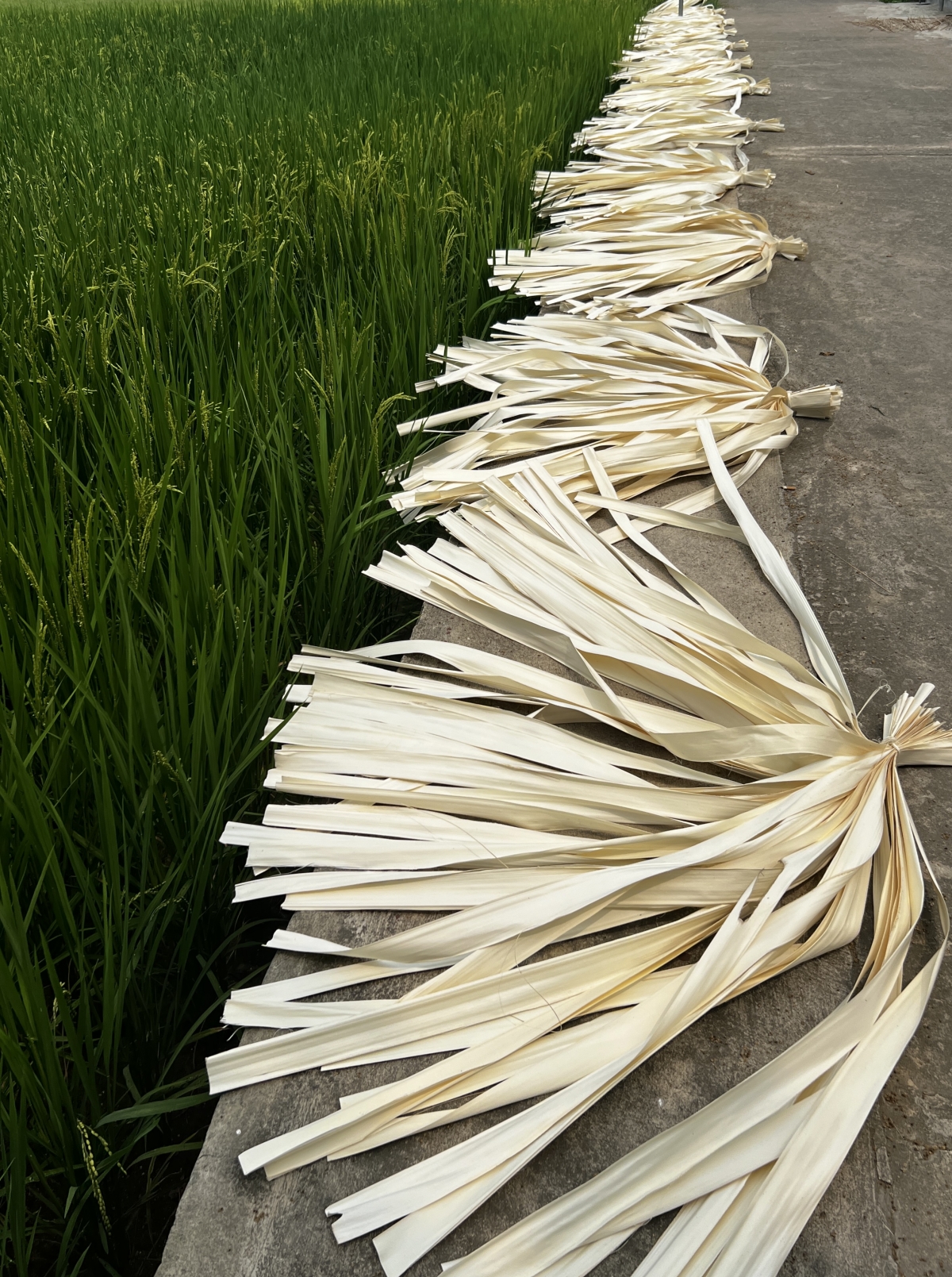 Lá dừa nước để làm nón được phơi dưới nắng