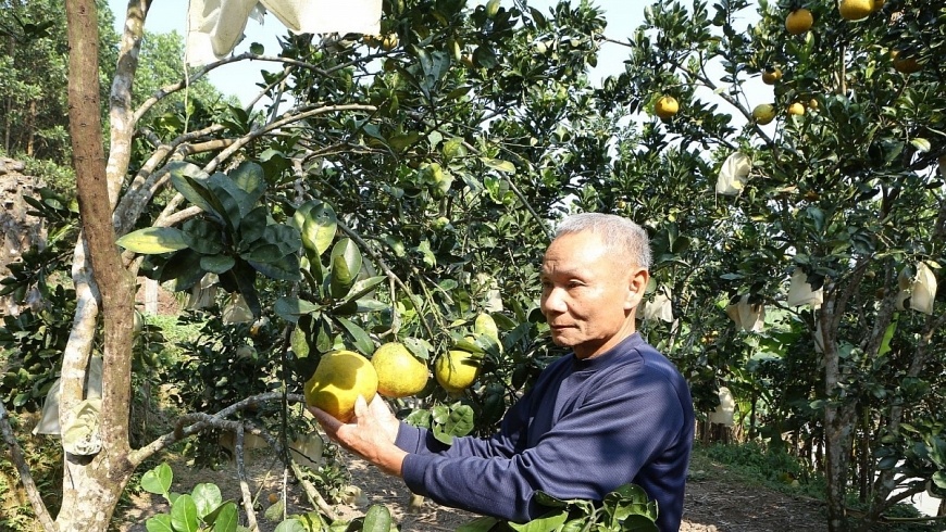 CCB Lê Hữu Giám, thôn Cát Lợi, xã Thượng Ninh, tỉnh Thanh Hóa chăm sóc vườn bưởi của gia đình