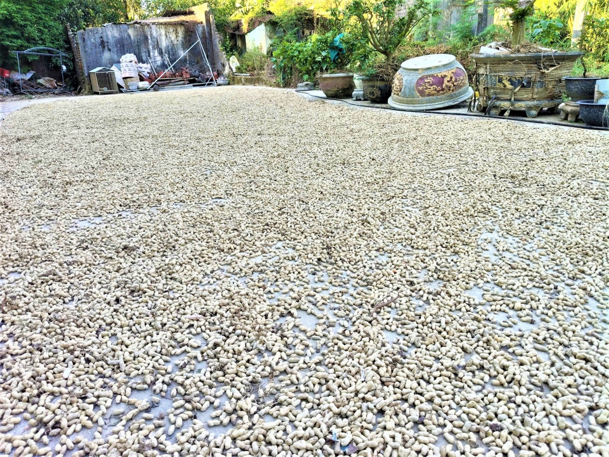 Mùa lạc - mùa của tình người ở CLB LTHTGN Phú Hòa 1