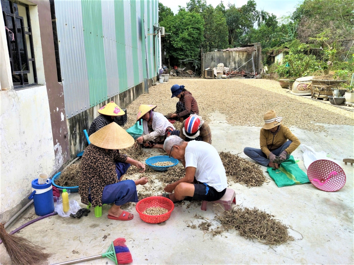 Mùa lạc - mùa của tình người ở CLB LTHTGN Phú Hòa 1