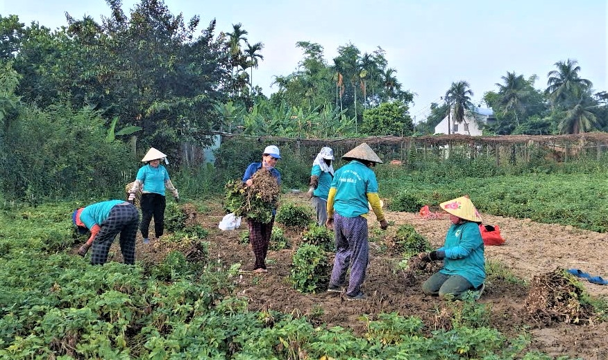 Các thành viên CLB hỗ trợ bà Nụ thu hoạch lạc