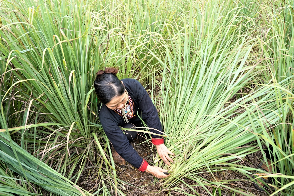 Bà Bình thu hoạch sả