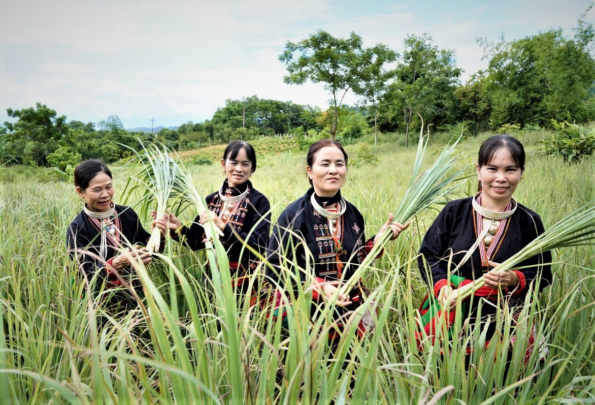 Thu hoạch sả về làm tinh dầu