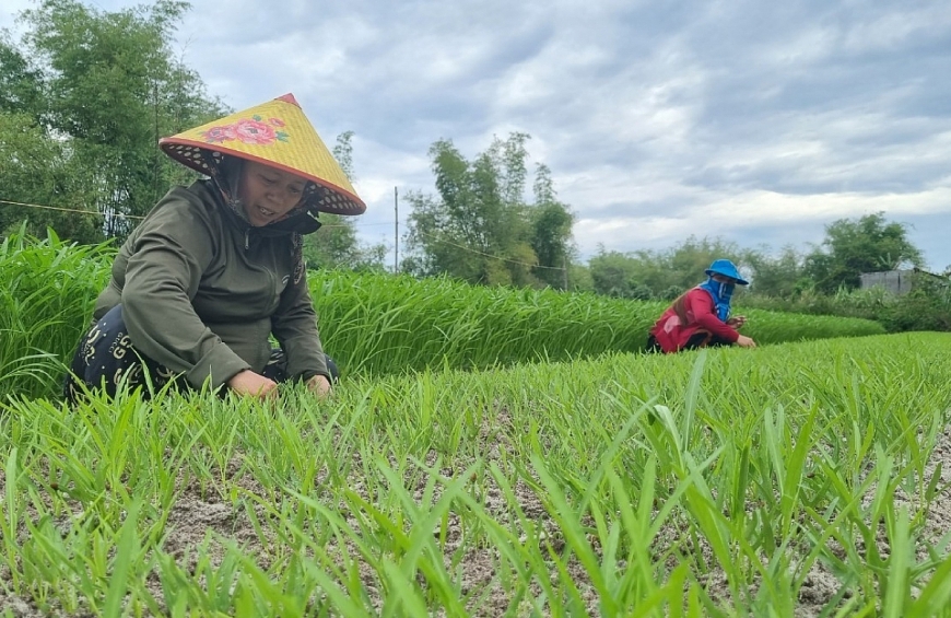 Các hội viên CLB LTHTGN ở làng nghề truyền thống trồng rau sạch thôn Hưng Mỹ (xã Thăng Bình) giúp nhau làm kinh tế.