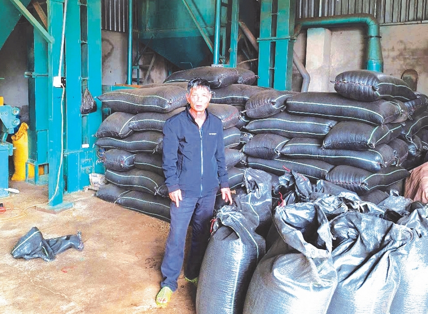 Ông Nguyễn Đình Phú giới thiệu cà phê sau khi thu hoạch xong bắt đầu đưa vào nhà máy để phân loại.