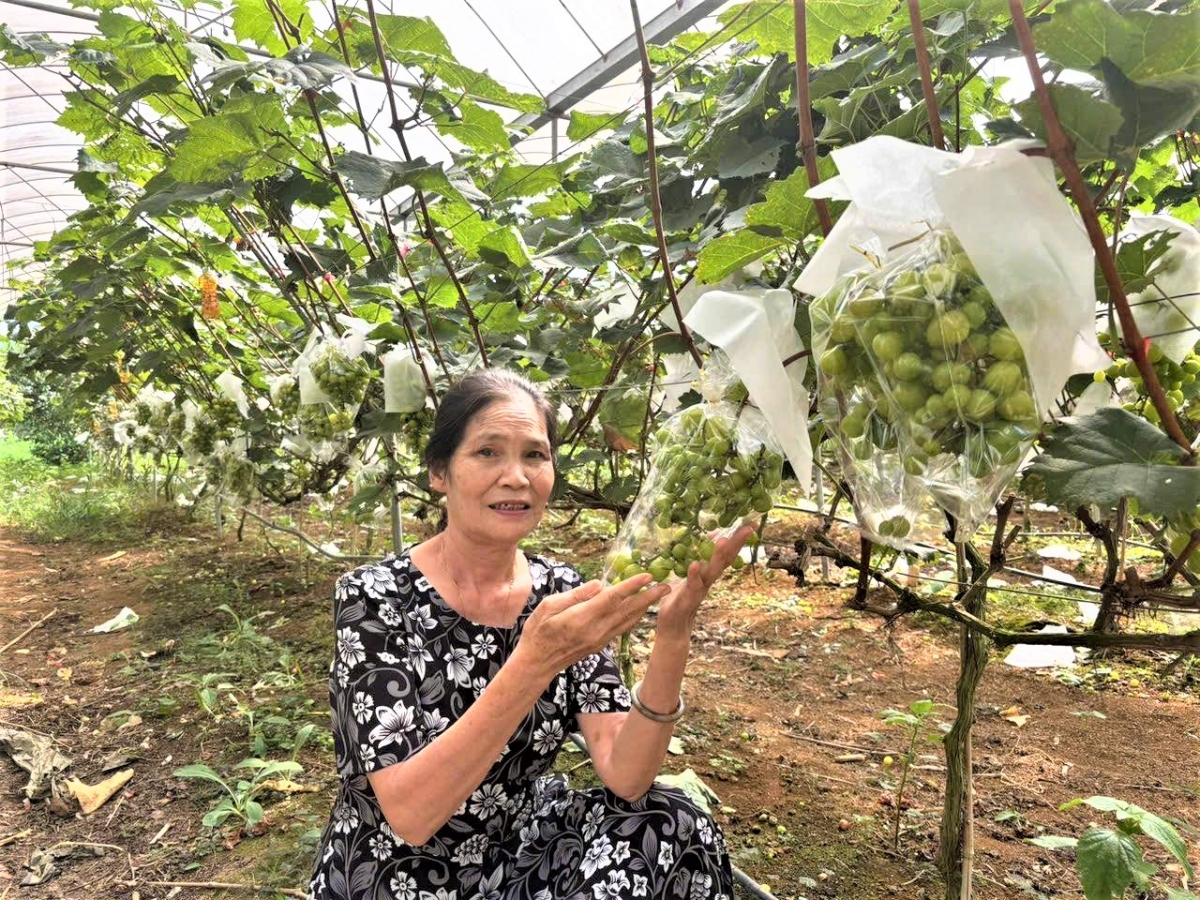 Bà Sa Thị Dịp thường xuyên học tập, áp dụng tiến bộ khoa học kỹ thuật mới vào sản xuất, kinh doanh