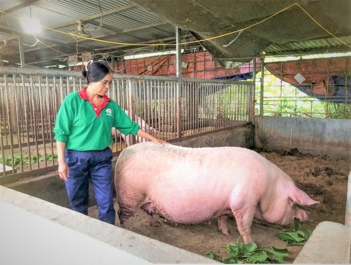 Bà Trần Thị Huệ áp dụng mô hình chăn nuôi trên nền đệm lót sinh học vừa bảo vệ môi trường vừa cho hiệu quả kinh tế cao