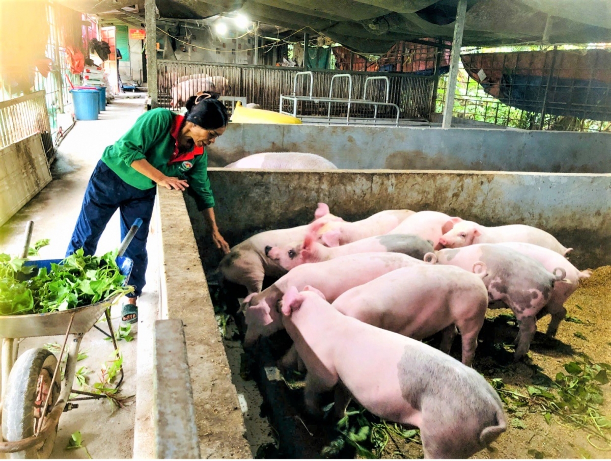 Bà Trần Thị Huệ chăm sóc đàn lợn