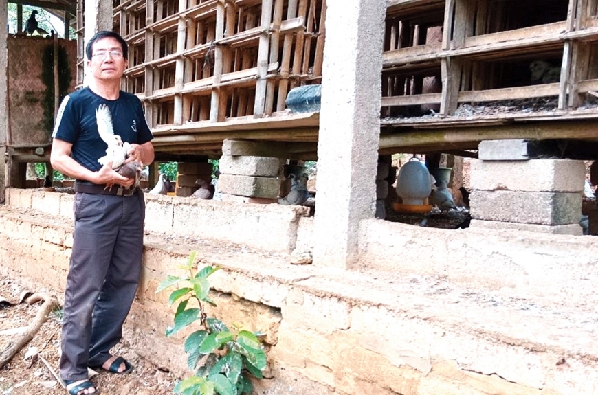 Ông Niên giới thiệu về kỹ thuật chăm sóc chim bồ câu.