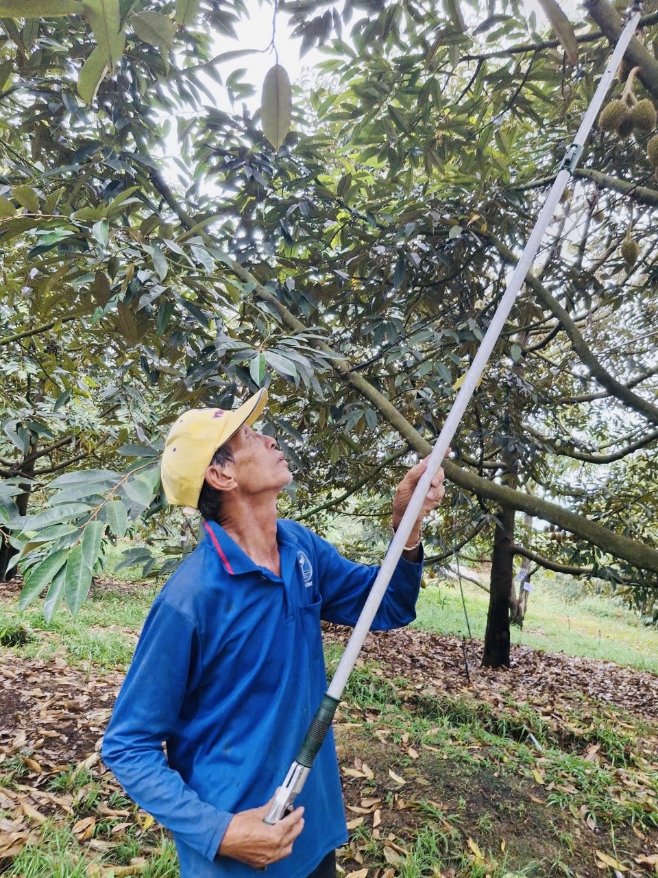 Cụ Nguyễn Văn Trung đang chăm sóc sầu riêng