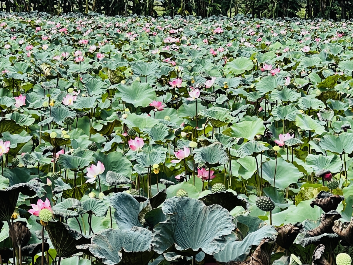Giống sen ông Lương trồng là giống Sen Nhật