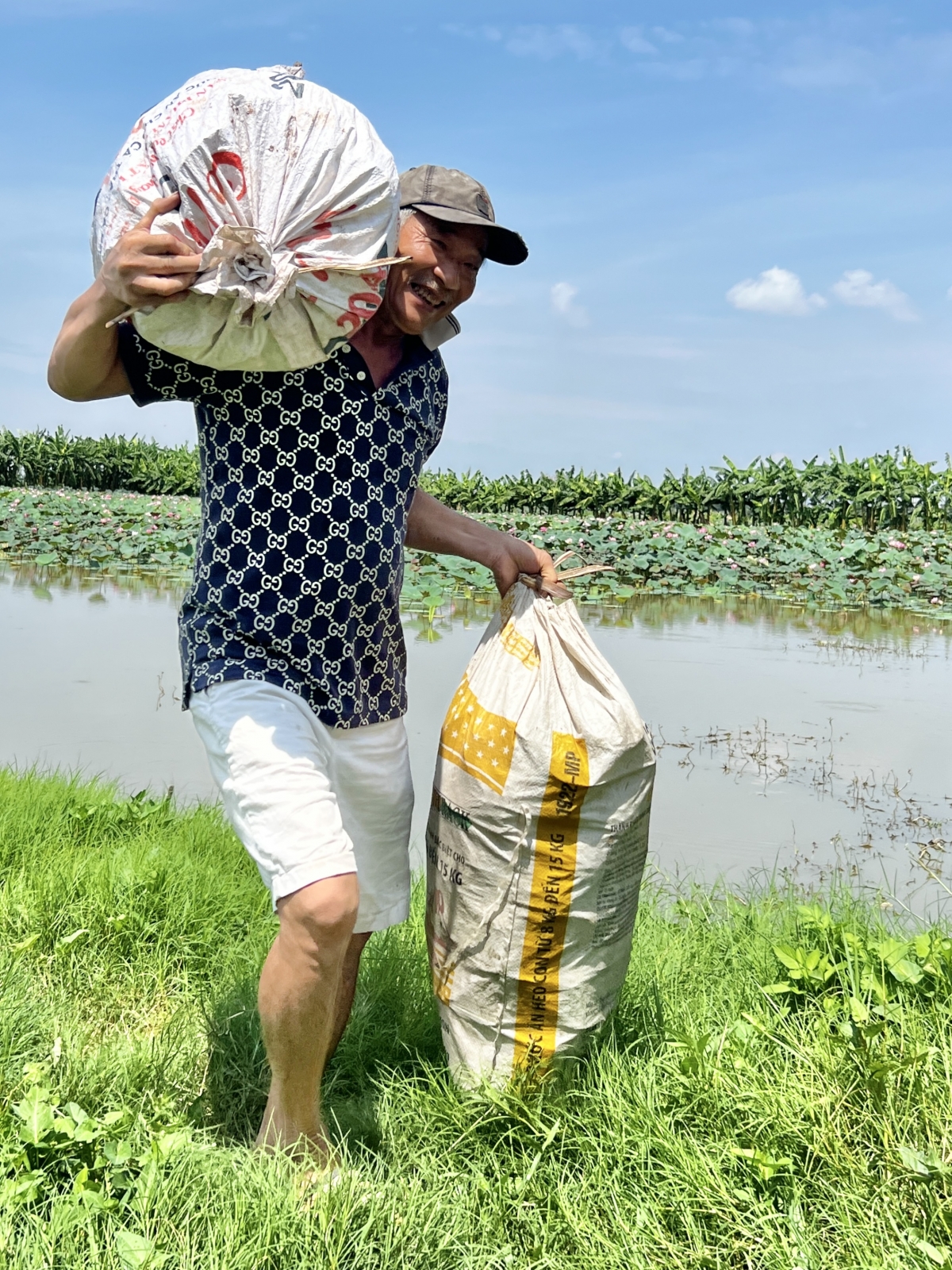 Ông Nguyễn Văn Lương đi thu hoạch đài sen mỗi sáng