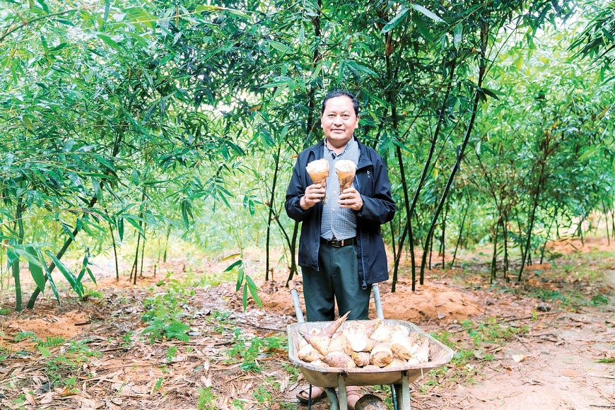 Ông Lồ Chẩn Ngán đang giới thiệu sản phẩm cây măng lục trúc.