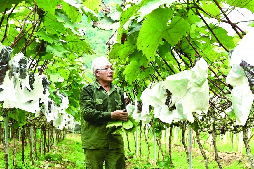 Ông Ma Văn Lê làm kinh tế giỏi