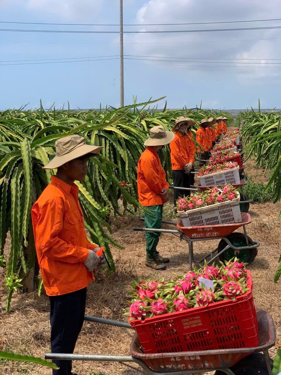 Thanh long sạch ở Lâm Đồng Lâm Đồng đưa nông sản đặc trưng lên các chuyến bay Vietnam Airlines