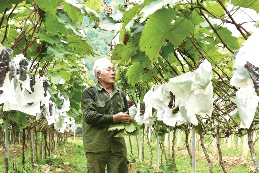 Ông Ma Văn Lê làm kinh tế giỏi