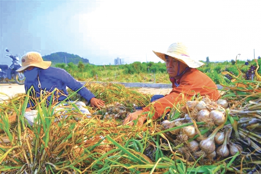 Mang củ tỏi xứ đảo vào câu chuyện du lịch