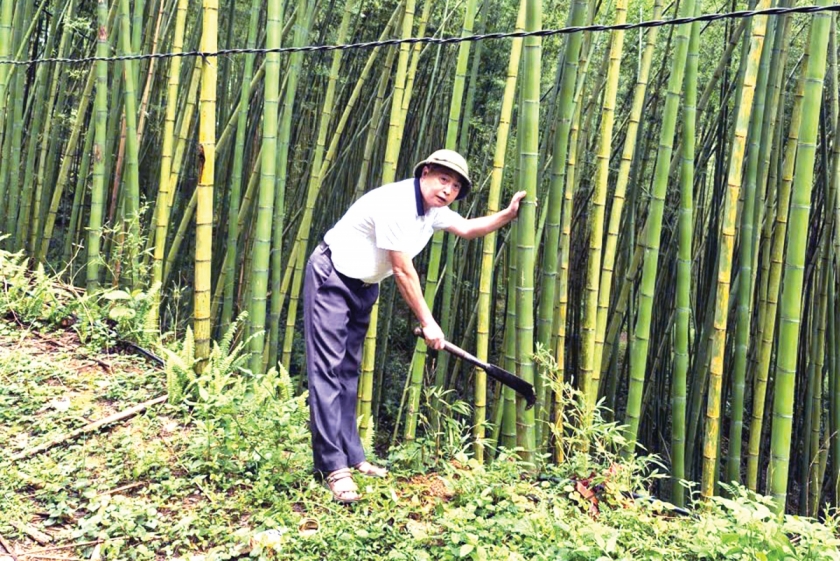 Ông Đào Quý Tấn đang thu hoạch trúc sào Ông Đào Quý Tấn đang thu hoạch trúc sào