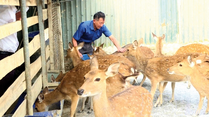 Ông Kiên chăm sóc đàn hươu.