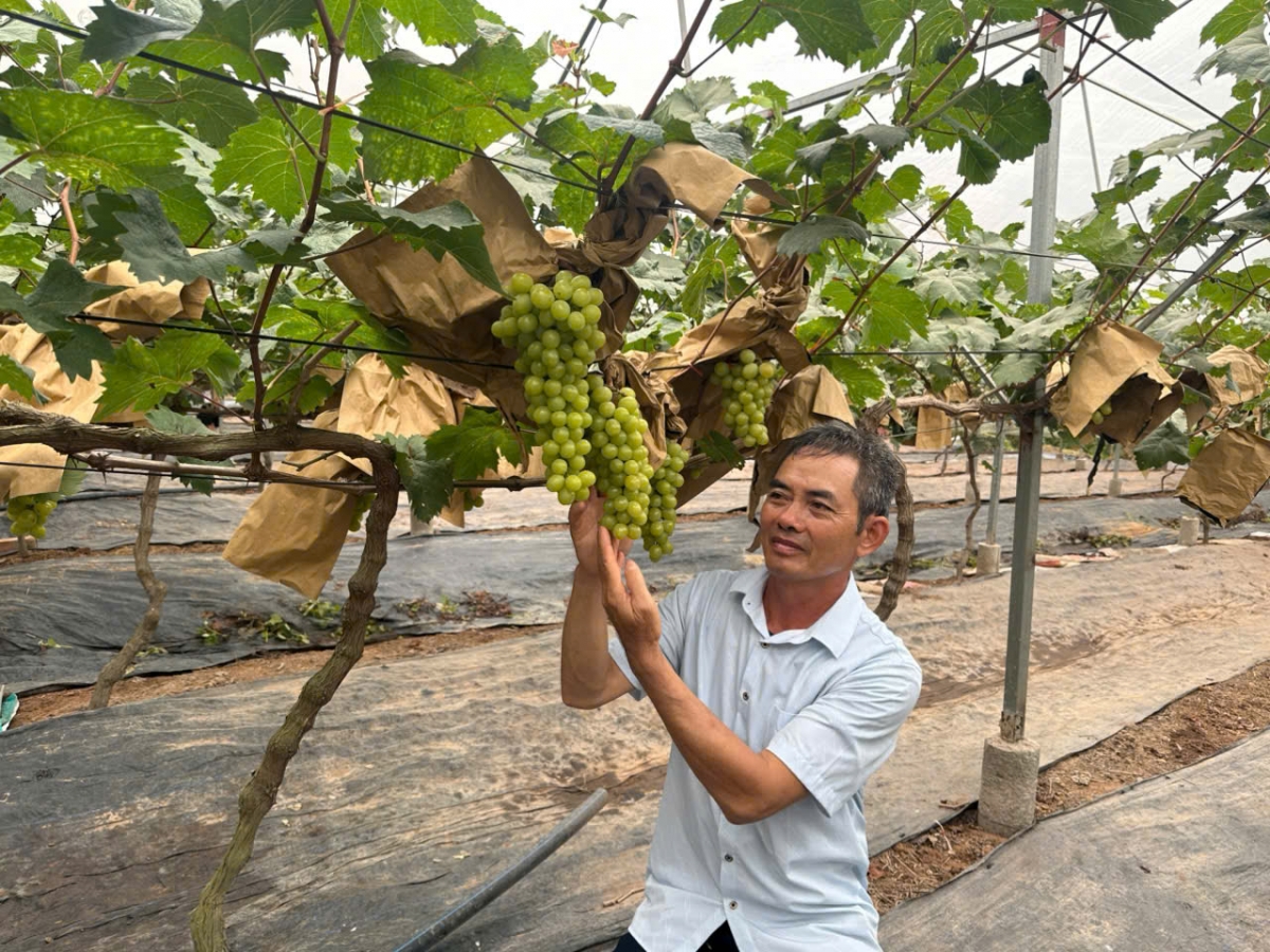 Ông Nguyễn Văn Thuấn là hình ảnh đẹp của người cao tuổi trong thời kỳ mới - tiếp tục lao động, cống hiến, làm giàu chính đáng trên mảnh đất quê hương và truyền cảm hứng về ý chí vươn lên cho thế hệ trẻ.
