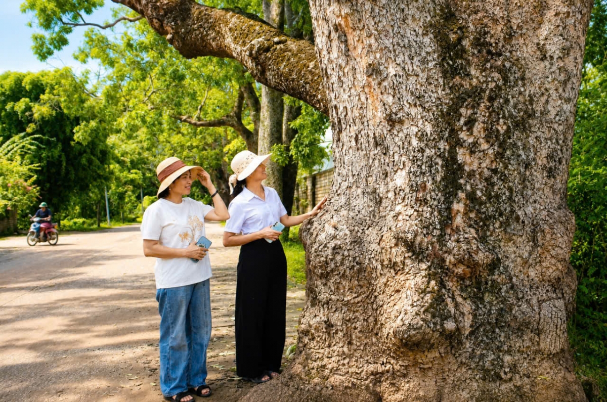 Về thăm hàng cây di sản Việt Nam ở đất Cổ Định xưa Về thăm hàng cây di sản Việt Nam ở đất Cổ Định xưa
