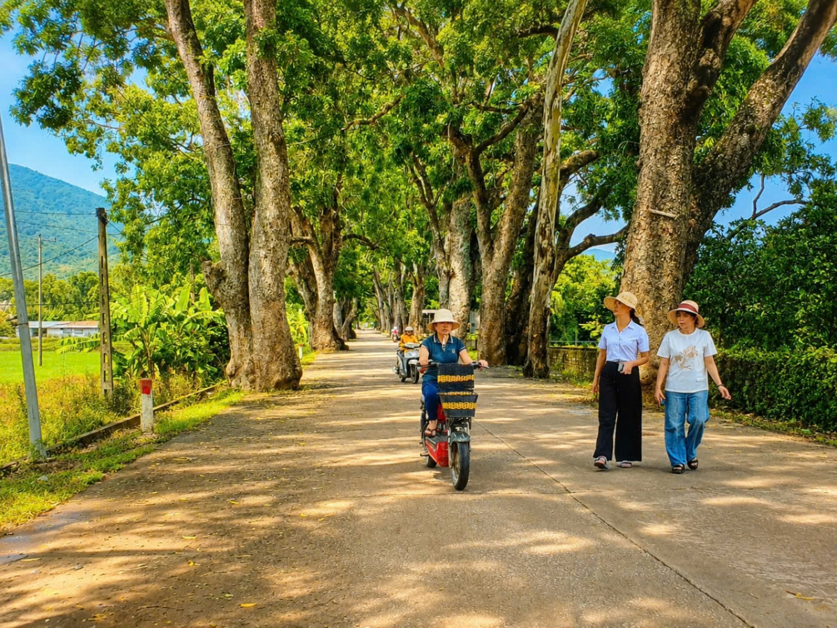 Về thăm hàng cây di sản Việt Nam ở đất Cổ Định xưa Về thăm hàng cây di sản Việt Nam ở đất Cổ Định xưa