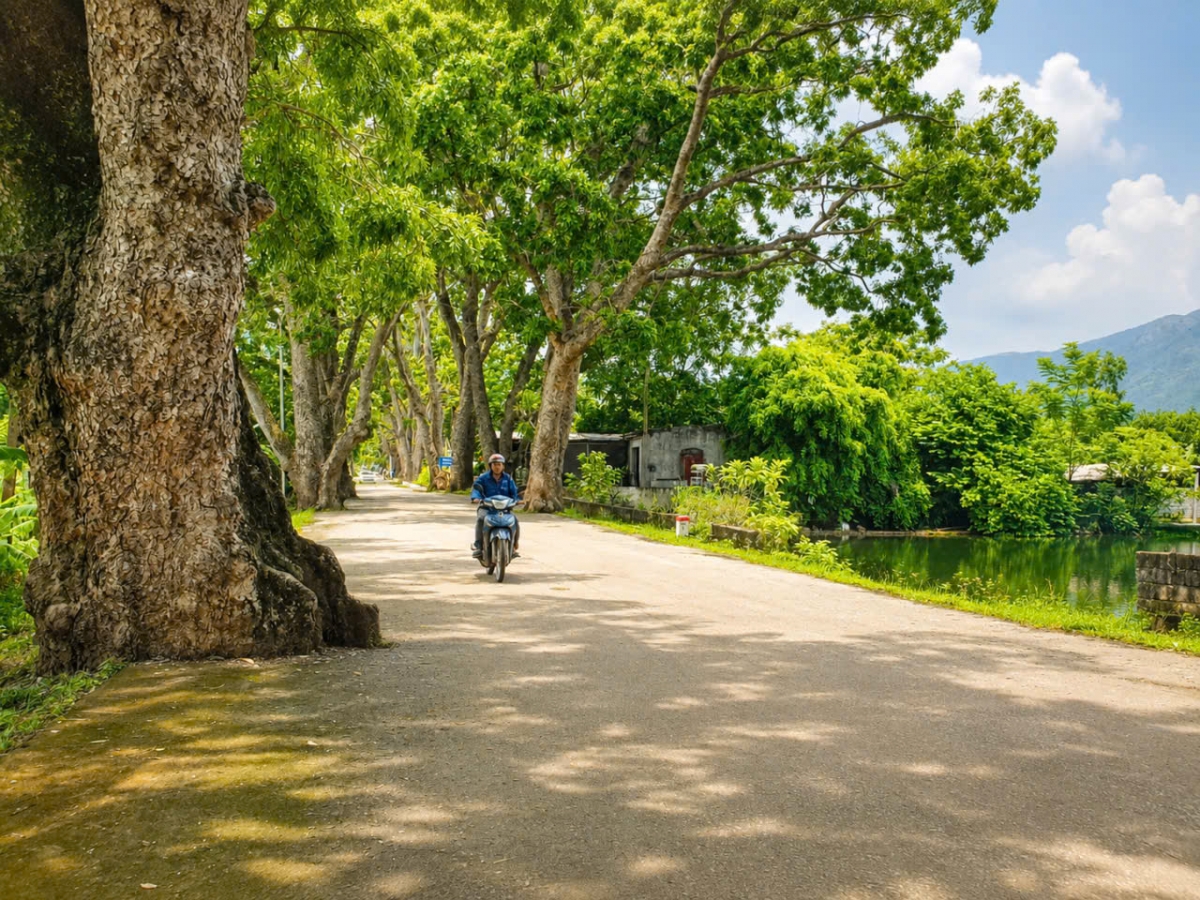 Về thăm hàng cây di sản Việt Nam ở đất Cổ Định xưa Về thăm hàng cây di sản Việt Nam ở đất Cổ Định xưa