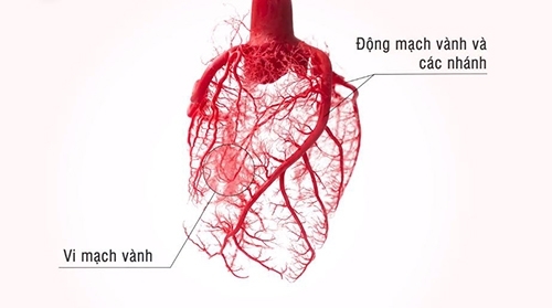 Cấu trúc hệ mạch vành nuôi tim Cấu trúc hệ mạch vành nuôi tim
