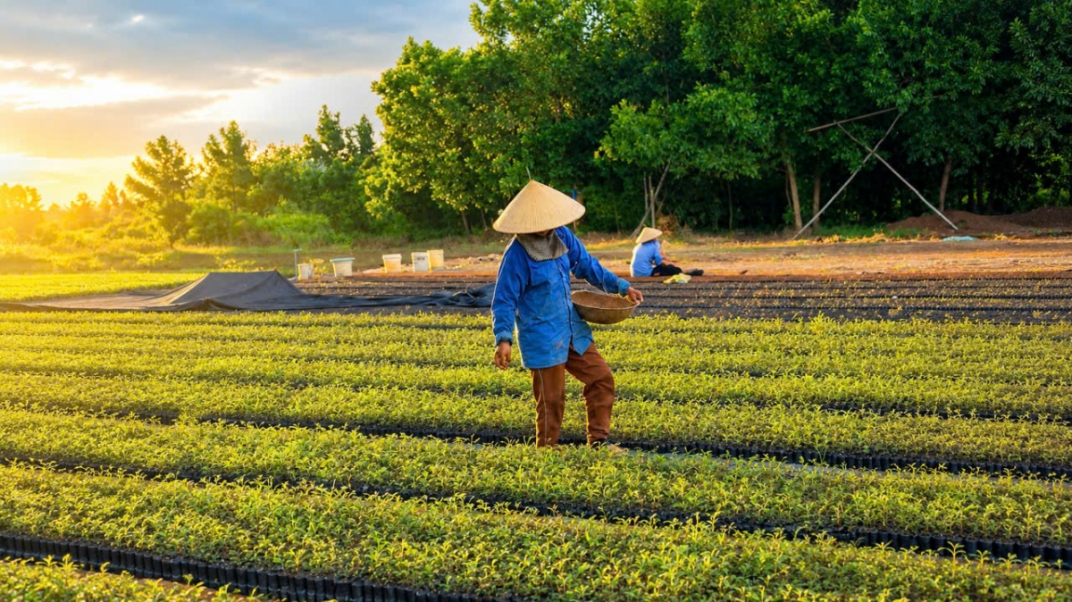 Trồng keo giống cho thu nhập cao Trồng keo giống cho thu nhập cao