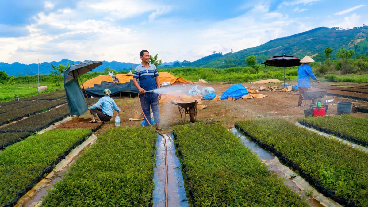 Trồng keo giống cho thu nhập cao Trồng keo giống cho thu nhập cao
