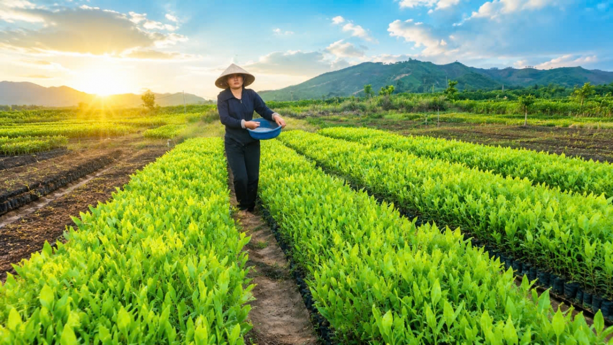 Trồng keo giống cho thu nhập cao Trồng keo giống cho thu nhập cao